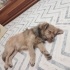 KAYIP KÖPEK ACİL