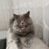 2 yaşındaki Gece sahiplendirilecek fotoğraf