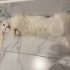 8 canlı Prenses fotoğraf