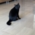 BODRUM SAHİPLENDİRME fotoğraf