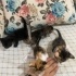 Yeni doğmuş bebekler 😻 fotoğraf