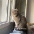 Kısır - 3,5 yaşında - Ev Ortamına Uygun Kedi fotoğraf