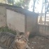 Delikanlıya yuva arıyoruz!!! fotoğraf