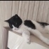 Smokin, oyunsever, sessiz bir kedi