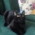 ÜCRETSİZ BABA SCOTTISH FOLD , ANNE SİYAM 06.12.2024 DOĞUMLU fotoğraf