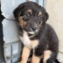 1.5 aylık rott labrador melezi fotoğraf