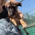 2 aylık labrador melezi barınakta yuva arıyor fotoğraf