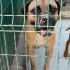 Boxer barınakta yuva arıyor fotoğraf