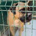 Boxer barınakta yuva arıyor fotoğraf