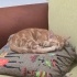 Oyun meraklısı, insancıl üç güzel sarman bebek