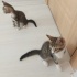 TATLI İKİZ TEKİR KEDİLER fotoğraf