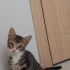 TATLI İKİZ TEKİR KEDİLER fotoğraf