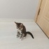 TATLI İKİZ TEKİR KEDİLER fotoğraf