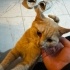 Kedi sahiplenmek isteyenler icin insan gibi bi kedi yemek ayırt etmez fotoğraf
