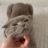 Scottish fold bebeğe acil kalıcı yuva fotoğraf