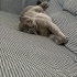 Scottish fold bebeğe acil kalıcı yuva fotoğraf