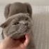 Scottish fold bebeğe acil kalıcı yuva fotoğraf