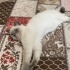 erkek biritis 6 aylık fotoğraf