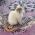 erkek biritis 6 aylık fotoğraf