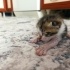 Annesiz bebekler fotoğraf