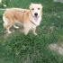 Akıllı sevimli dost golden