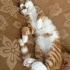 Sarman kedi, 1 yaşında, erkek, kısır değil fotoğraf