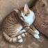 Sarman kedi, 1 yaşında, erkek, kısır değil fotoğraf
