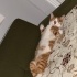 Sarman kedi, 1 yaşında, erkek, kısır değil fotoğraf