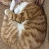 Sarman kedi, 1 yaşında, erkek, kısır değil fotoğraf