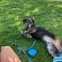 Bu Zeytin! Herkesin Starbucks’tan tanıdığı meşhur köpek! fotoğraf