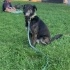 Bu Zeytin! Herkesin Starbucks’tan tanıdığı meşhur köpek! fotoğraf