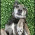 Bu Zeytin! Herkesin Starbucks’tan tanıdığı meşhur köpek! fotoğraf