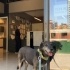 Bu Zeytin! Herkesin Starbucks’tan tanıdığı meşhur köpek! fotoğraf