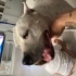 Melek Gibi Bir Staffordshire fotoğraf