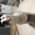 Melek Gibi Bir Staffordshire fotoğraf