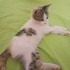 Üç Aylık Dişi Oyuncu Kedi fotoğraf