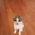 Üç Aylık Dişi Oyuncu Kedi fotoğraf