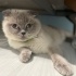 Ücretsiz Cins Kedi Sahiplendirme fotoğraf