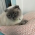Ücretsiz Cins Kedi Sahiplendirme fotoğraf