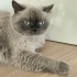 Çocuğumun alerjisinden dolayı yeni bir yuva arıyoruz fotoğraf