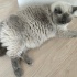 Çocuğumun alerjisinden dolayı yeni bir yuva arıyoruz fotoğraf