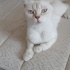DİŞİ SCOTTİSH FOLD fotoğraf