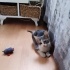 Sürekli minikleri ölümle tehdit ediyorlar fotoğraf