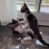 tekir kedi oğlan izmir bornova (açıklamayı okuyunuz)