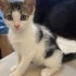 Beyaz tekir kedi dişi izmir bornova