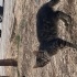 Tek gözü olmayan kör ve şaşı yavru kedimiz fotoğraf