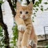 Patikli yuva arıyor fotoğraf