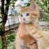 Patikli yuva arıyor fotoğraf