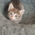 Minik Arya için yuva arıyoruz fotoğraf