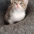 Minik Arya için yuva arıyoruz fotoğraf